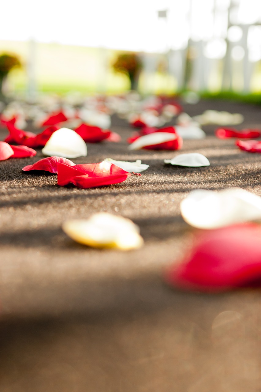 rose petals red white free photo