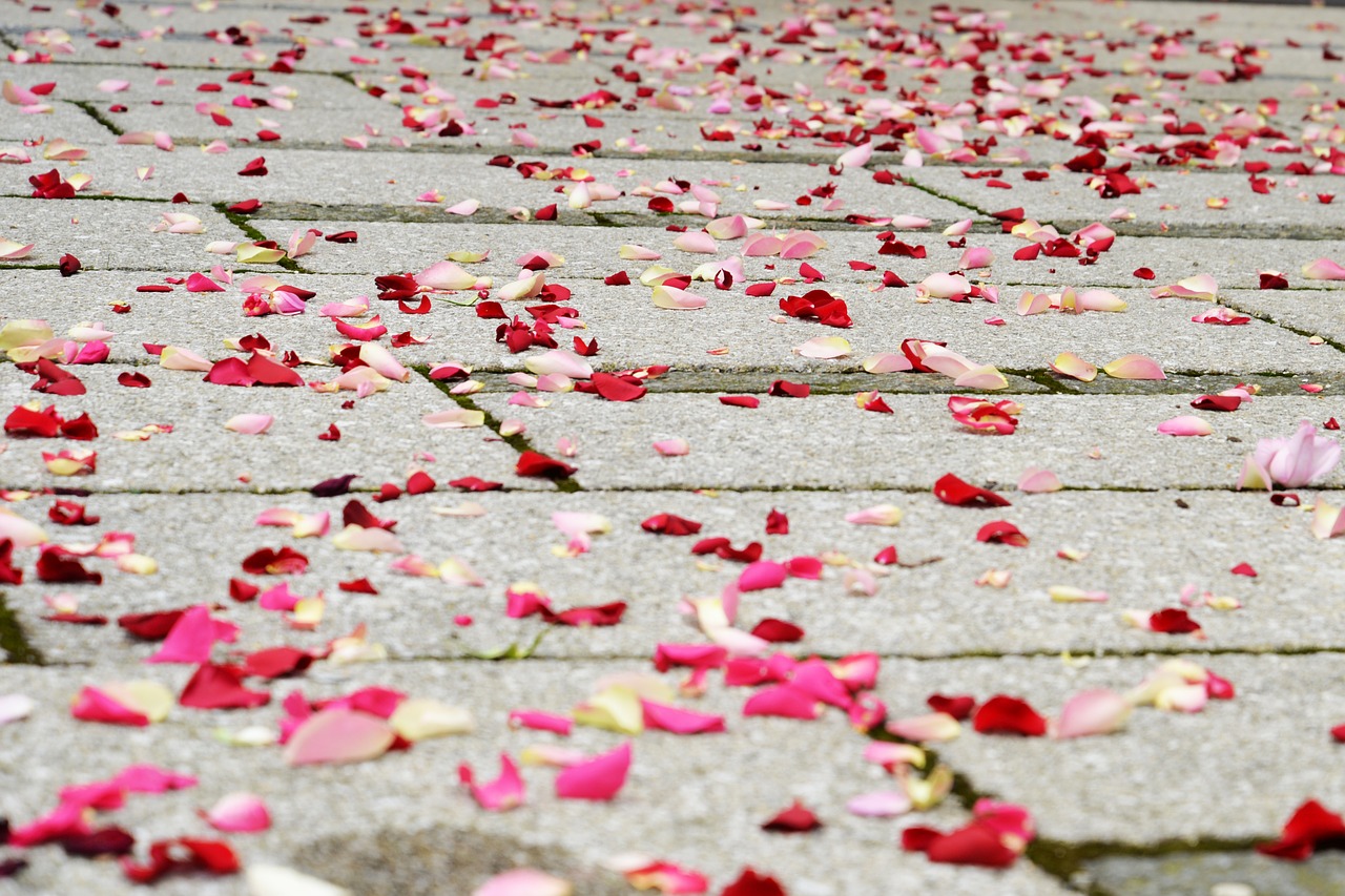 rose petals wedding pink free photo