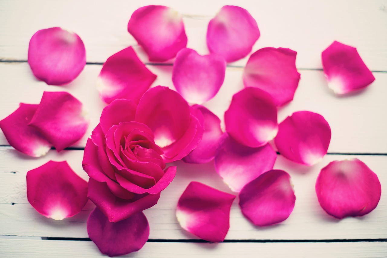 rose petals rose flower free photo