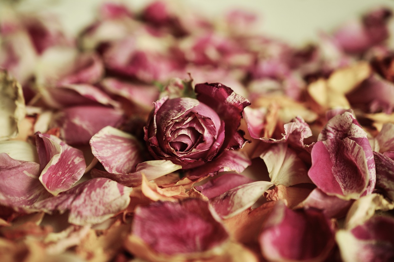 rose petals roses fragrance free photo