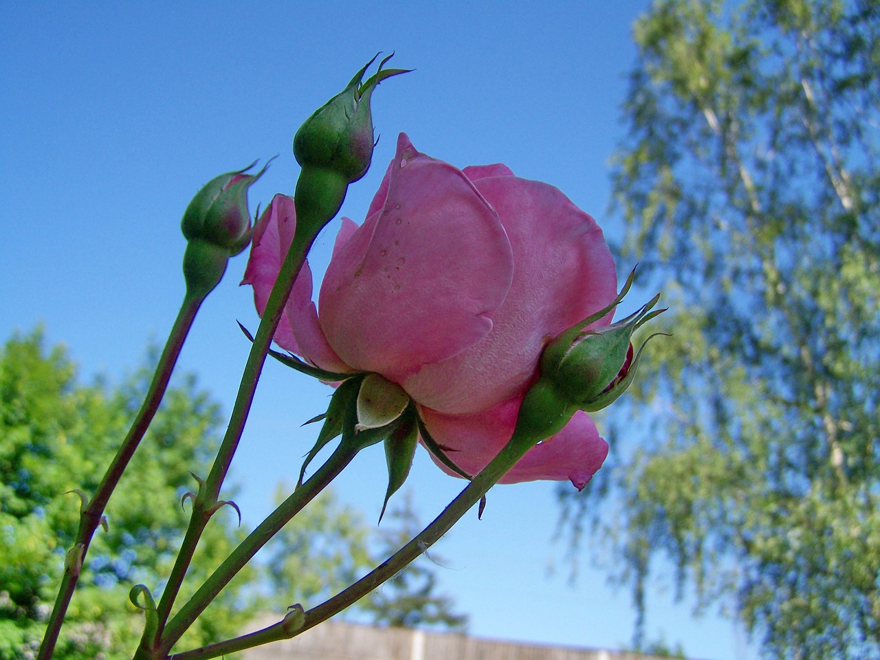 rose petals  pink flower free pictures free photo