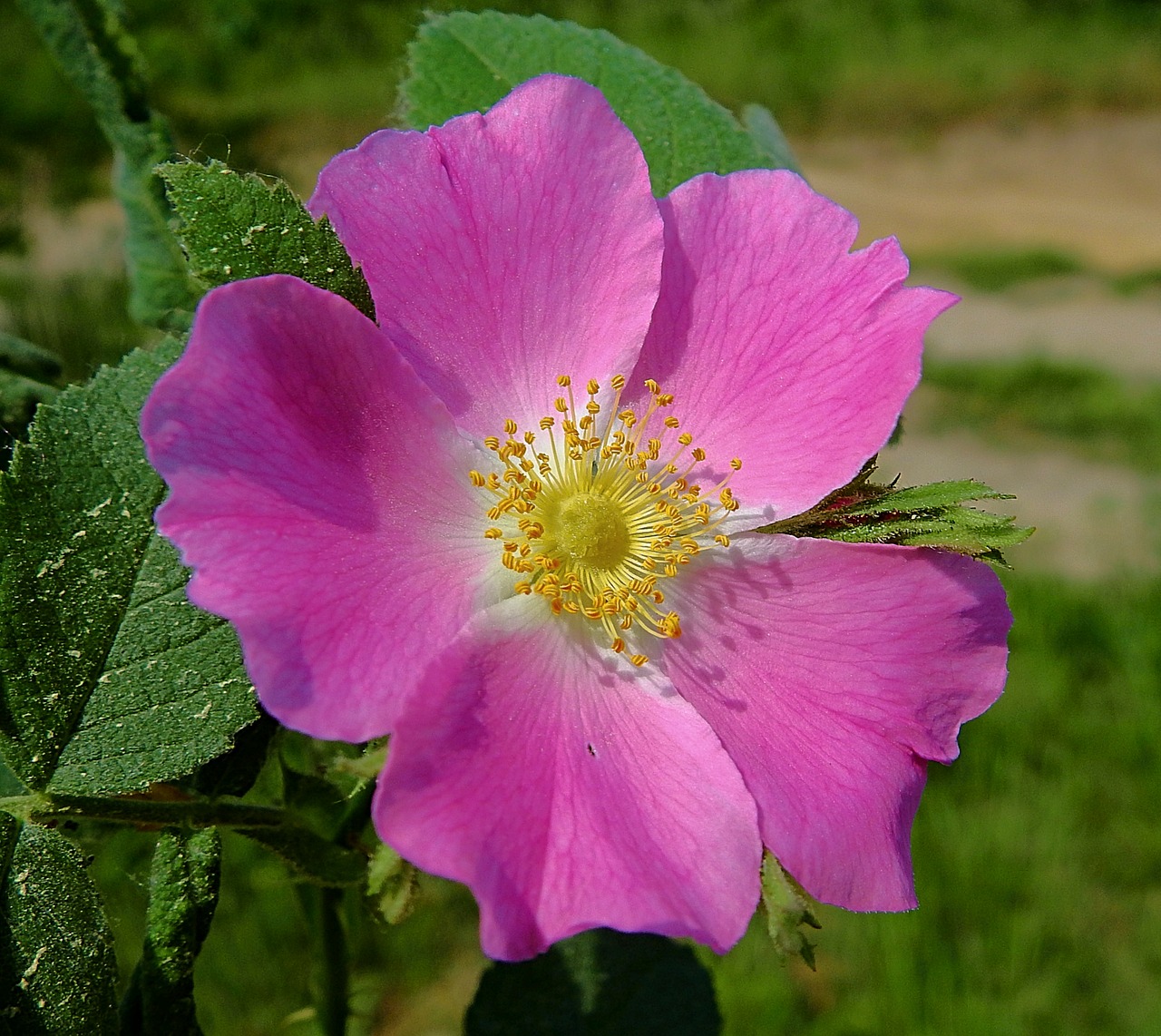 rose petals  flower  spring free photo