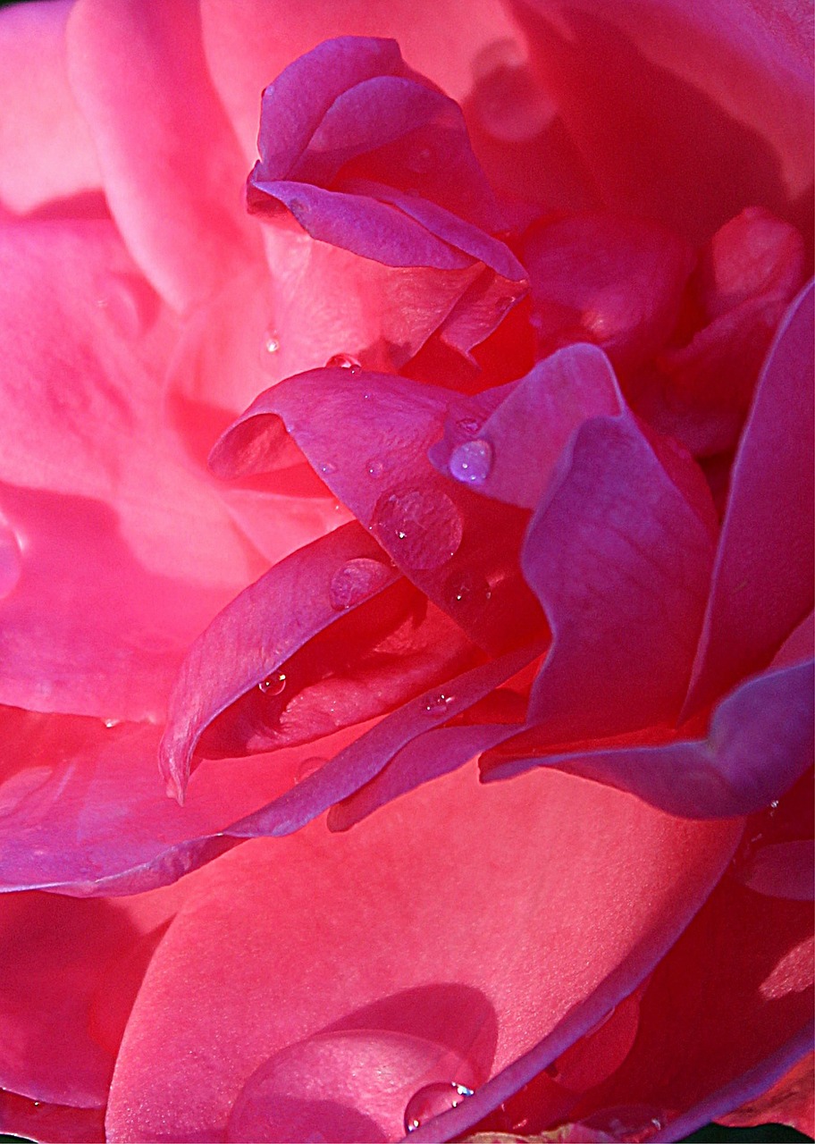 rose petals rose petals free photo