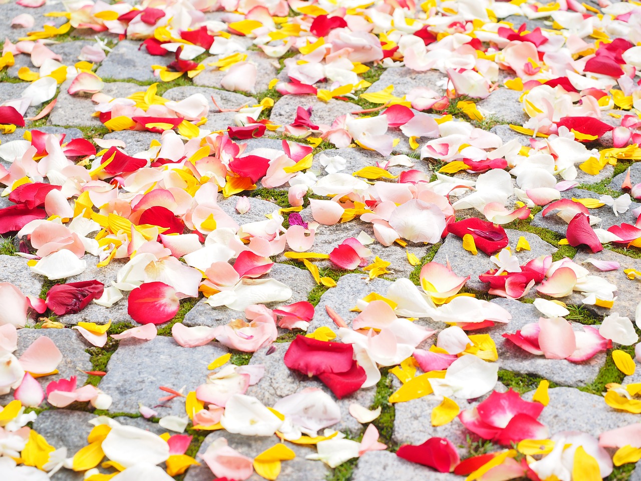 rose petals petals wedding free photo