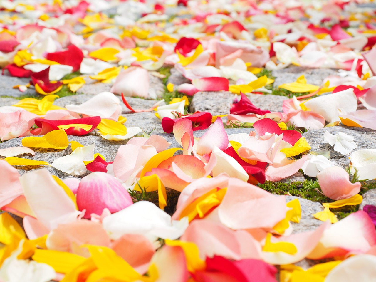 rose petals petals wedding free photo