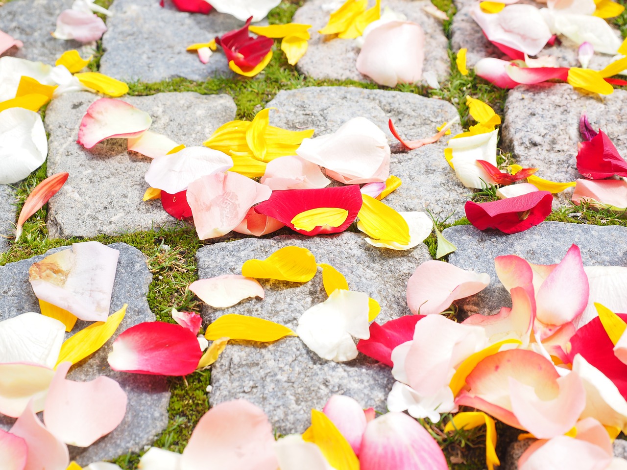 rose petals petals wedding free photo