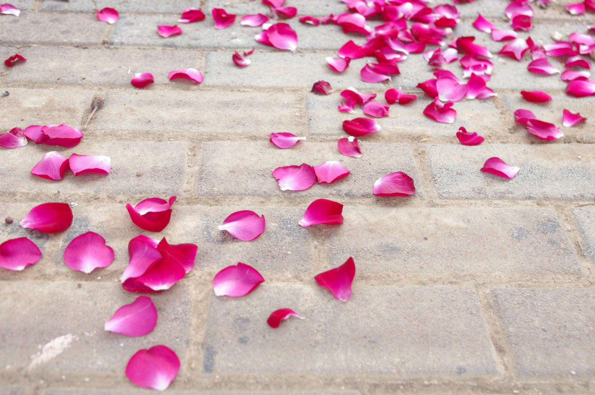 rose petals floor free photo