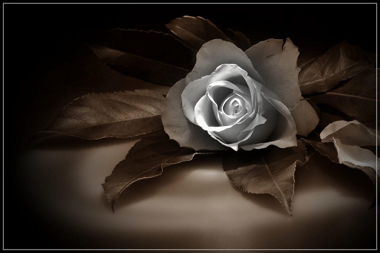 rose picture rose sepia beautiful rose free photo