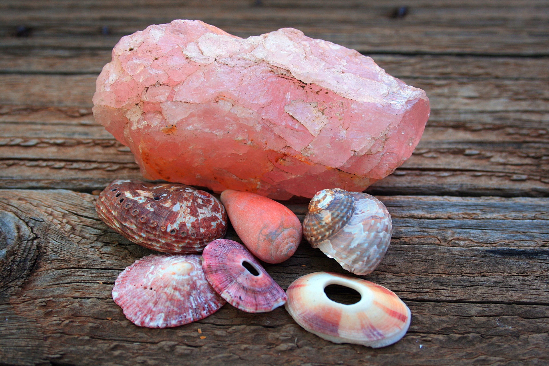 shells sea stones free photo