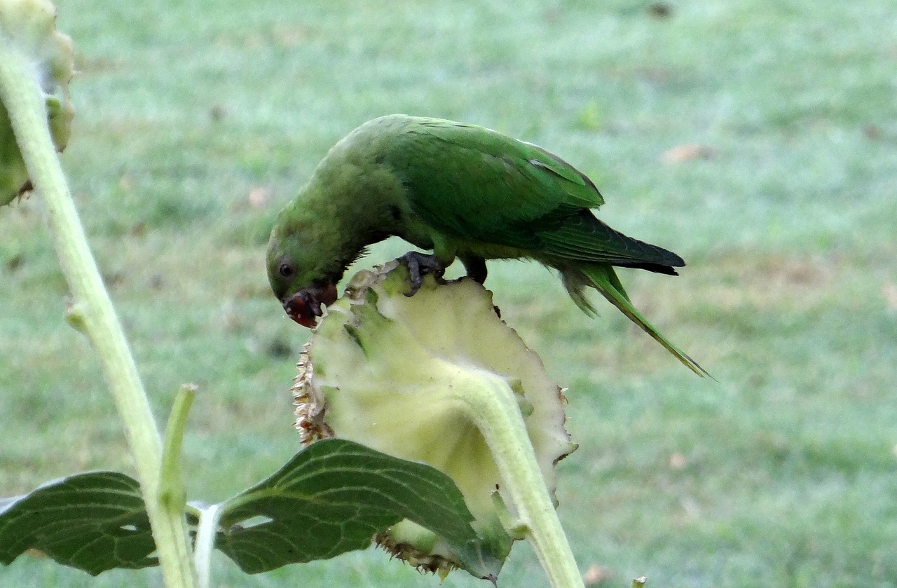 rose-ringed parakeet psittacula krameri ring-necked parakeet free photo