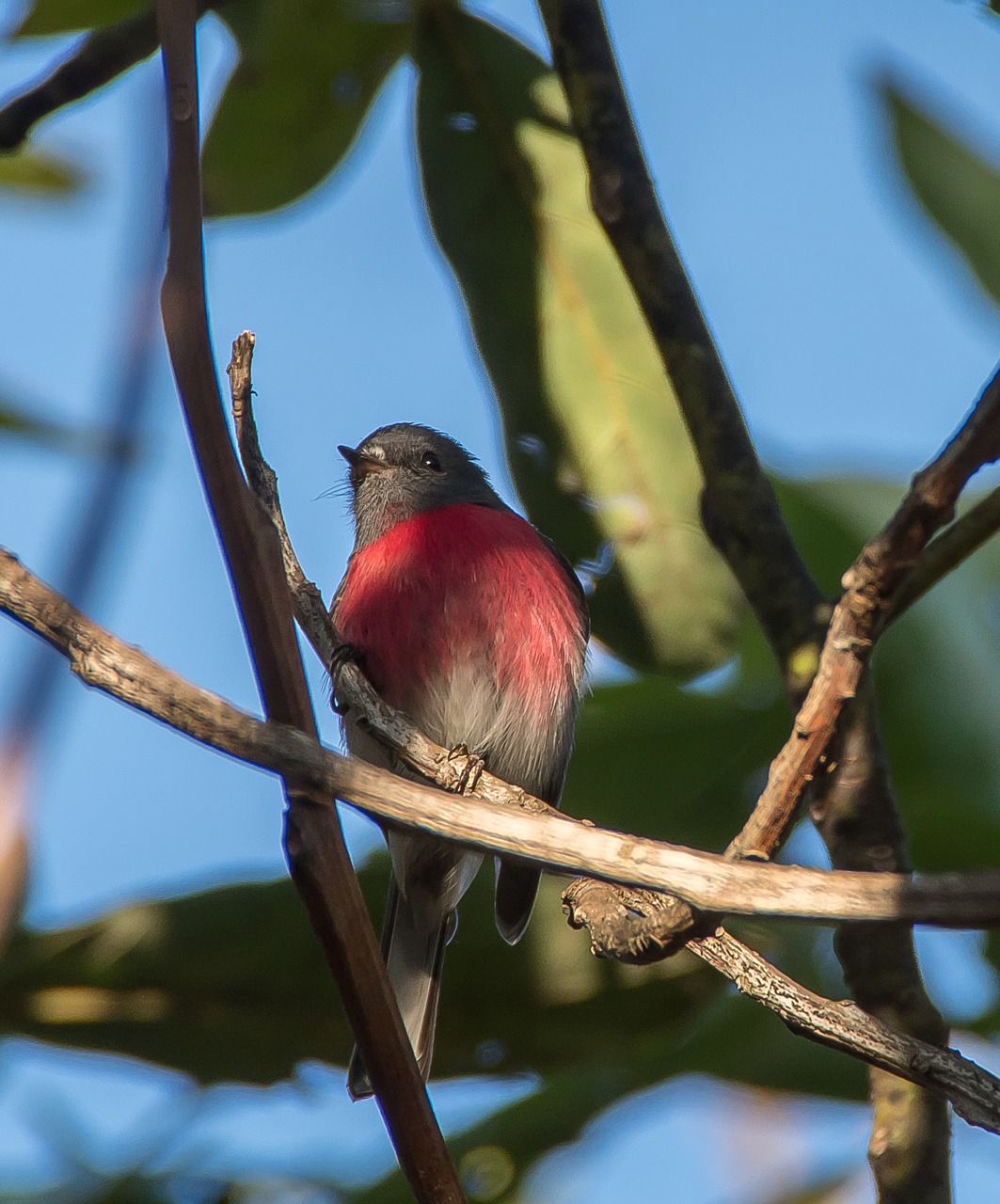 rose robin  bird  petroica rosea free photo