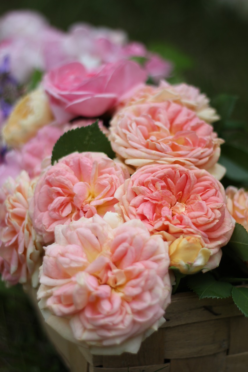 rose rose strauss english rose free photo