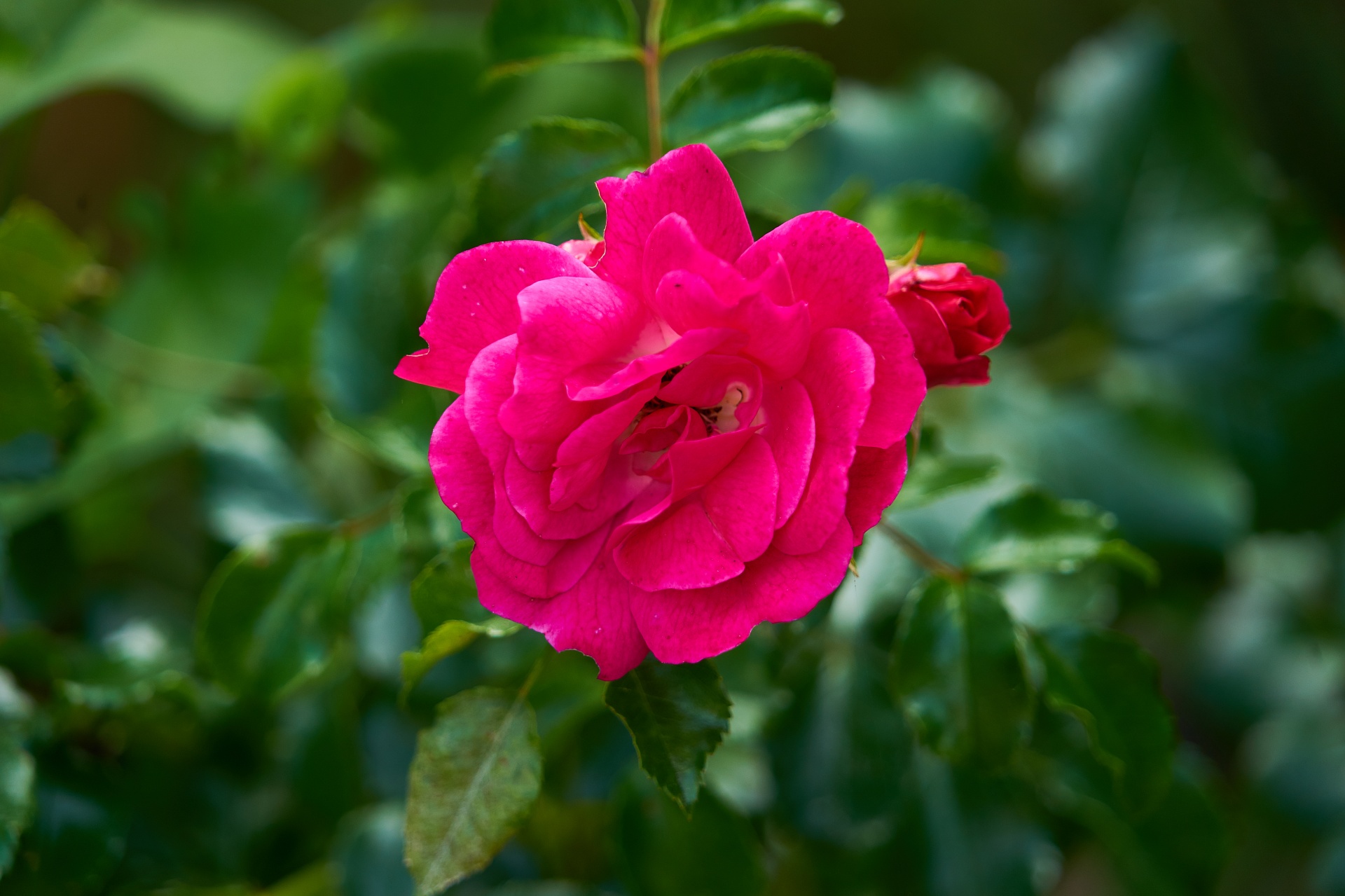 flower pink red rose free photo