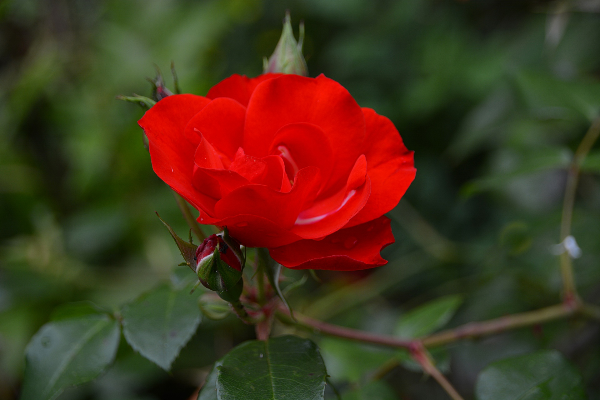 flower rose flora free photo