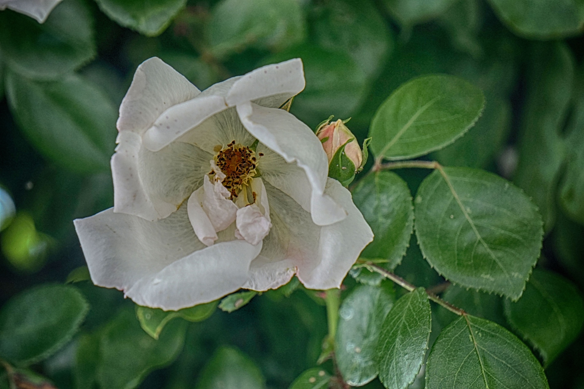 wild rose petals flora flower free photo