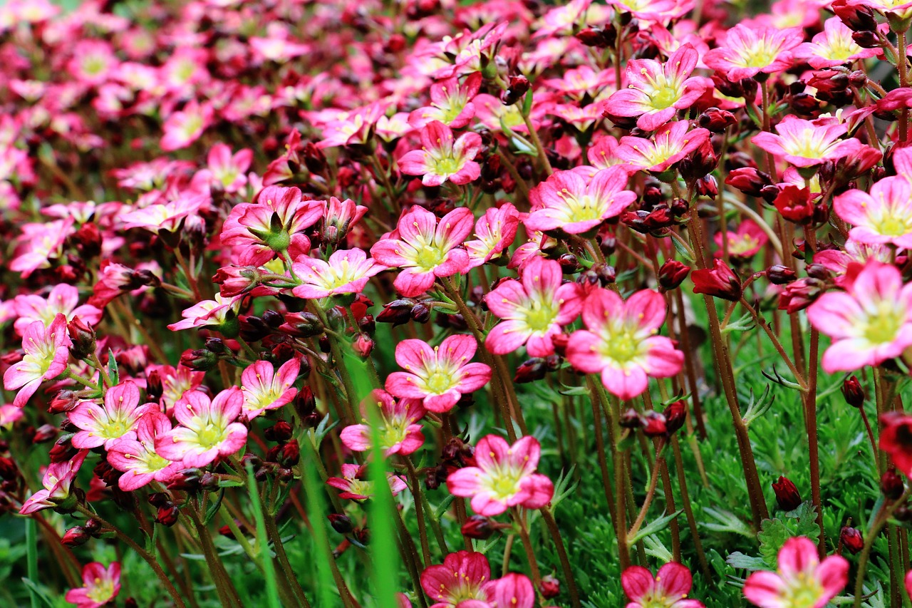 rose saxifrage flowers pink free photo