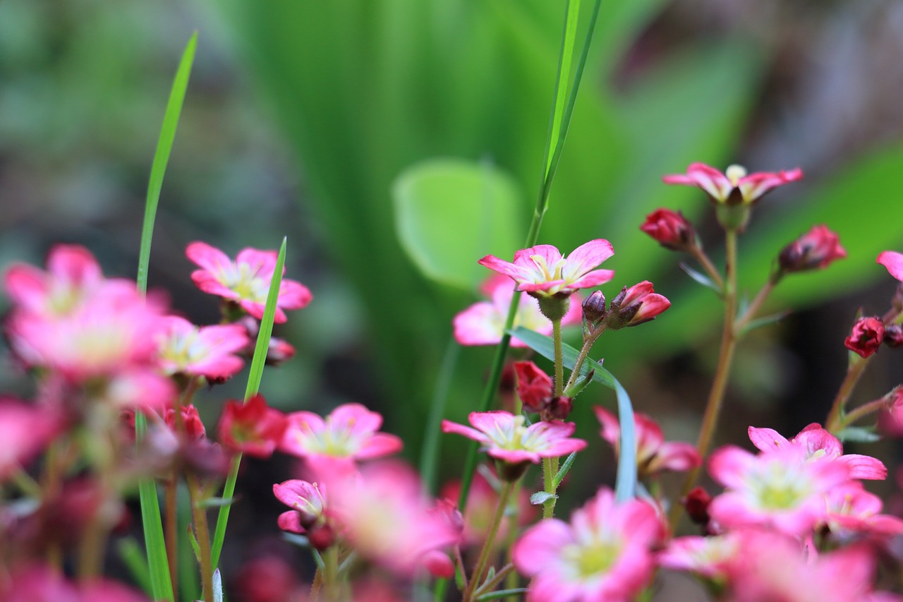 rose saxifrage pink red free photo