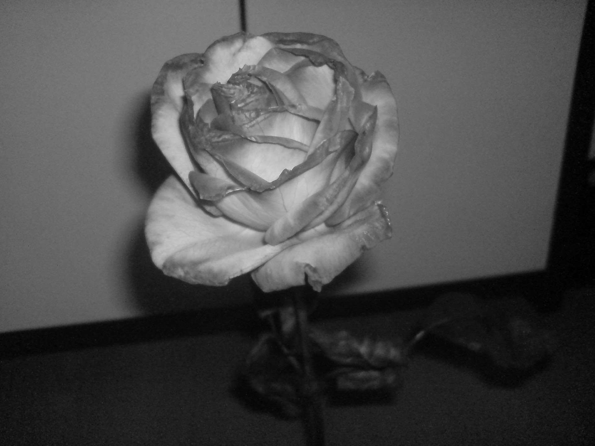 rose b/w image valentines day free photo