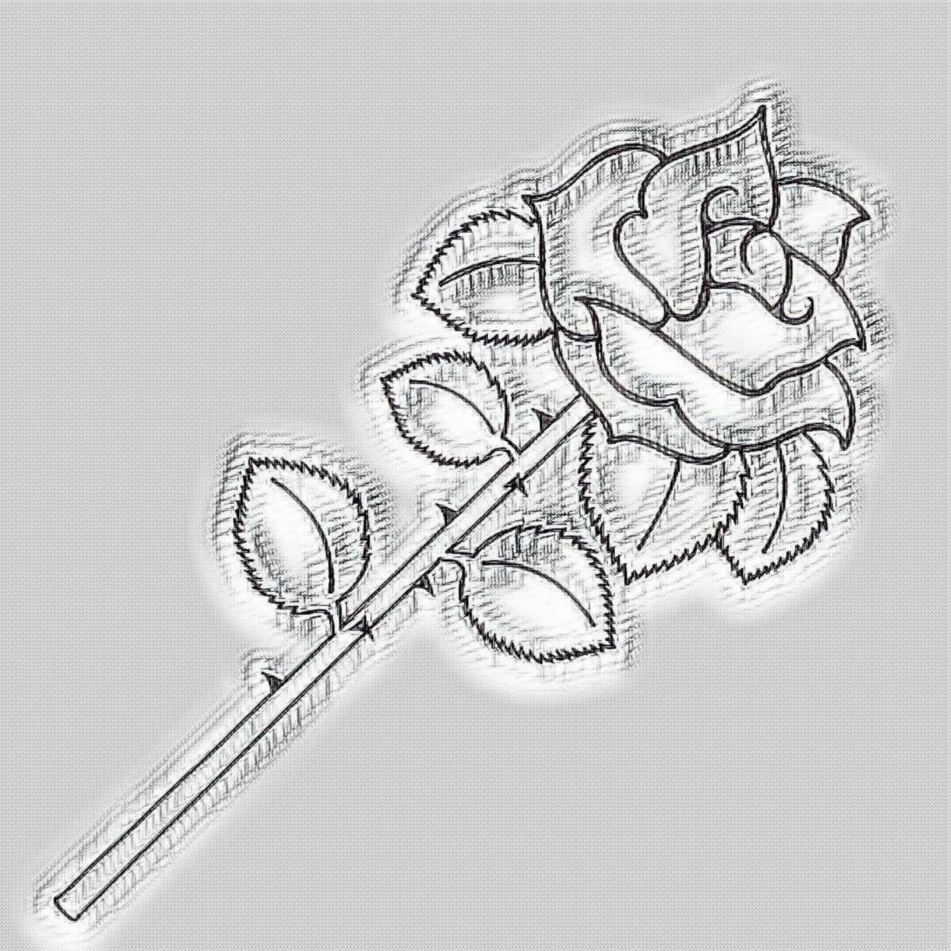 Rosepencildrawingsketchgrey Free Image From Needpixcom