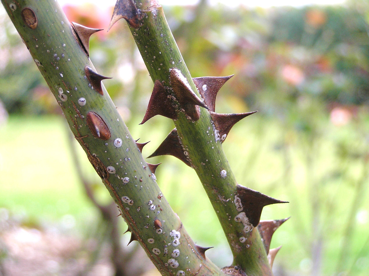 thorn thorny spikes free photo