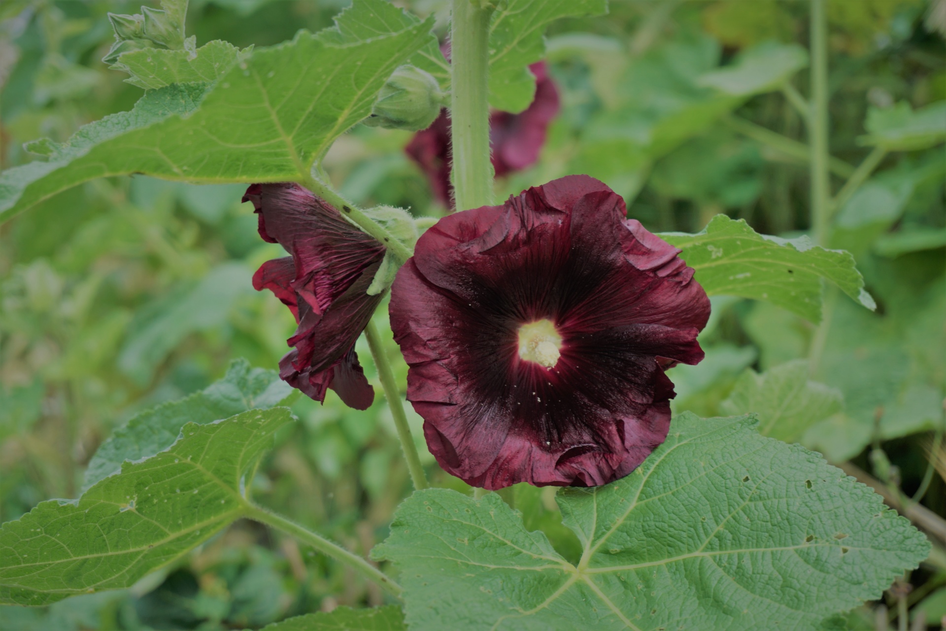 flower hollyhock colors free photo