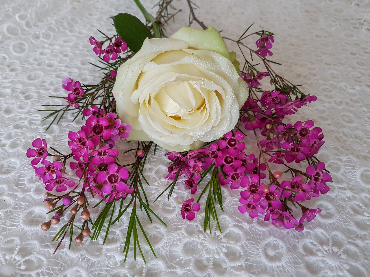 rose white waxflower pink noble free photo