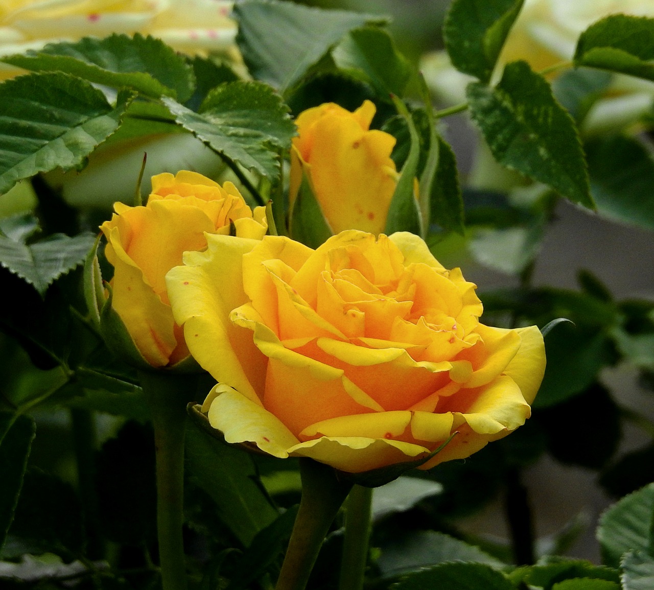 rose yellow  flower  garden free photo