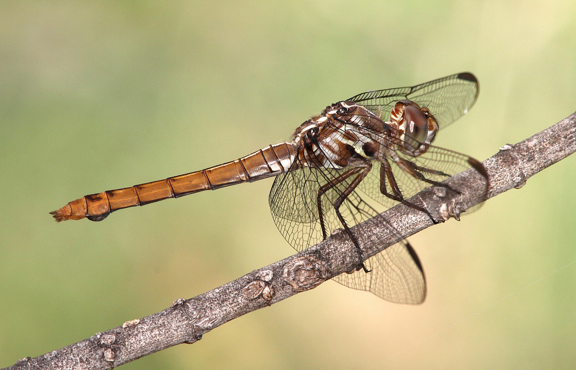 dragonfly roseate skimmer wildlife free photo