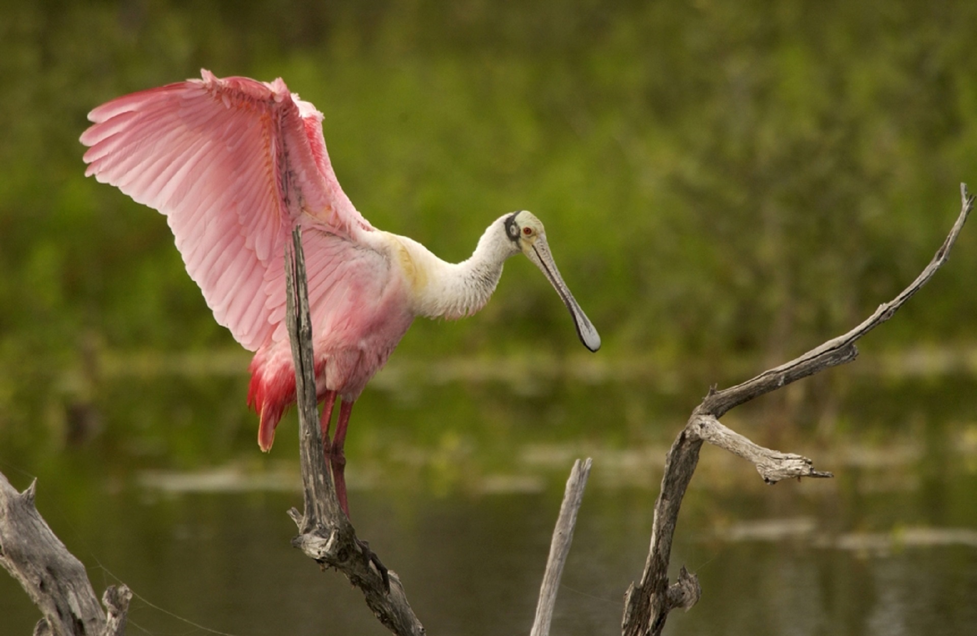 bird roseate spoonbill wildlife free photo