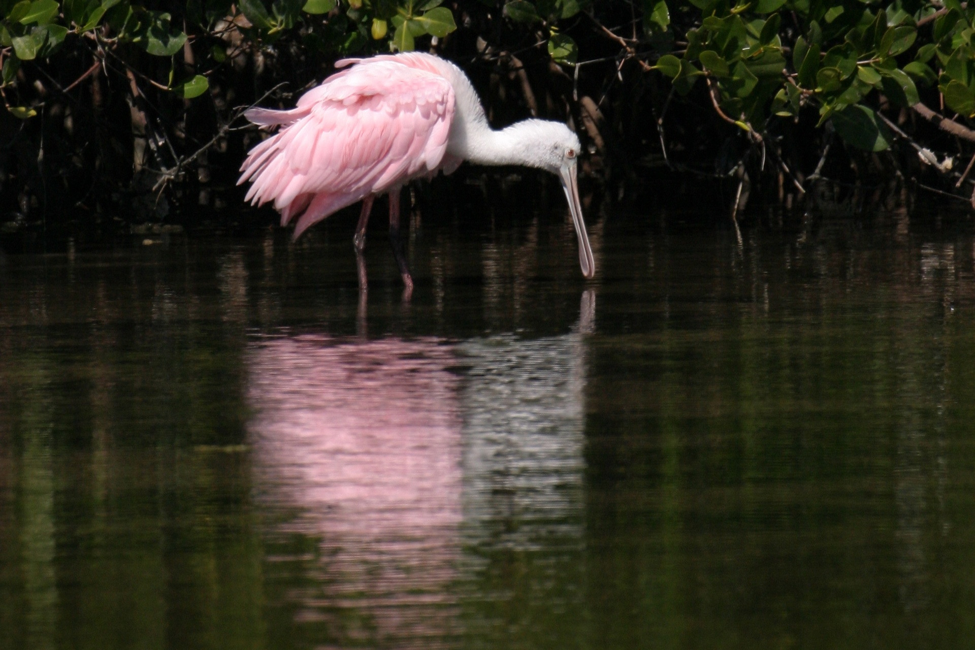 bird roseate spoonbill wildlife free photo