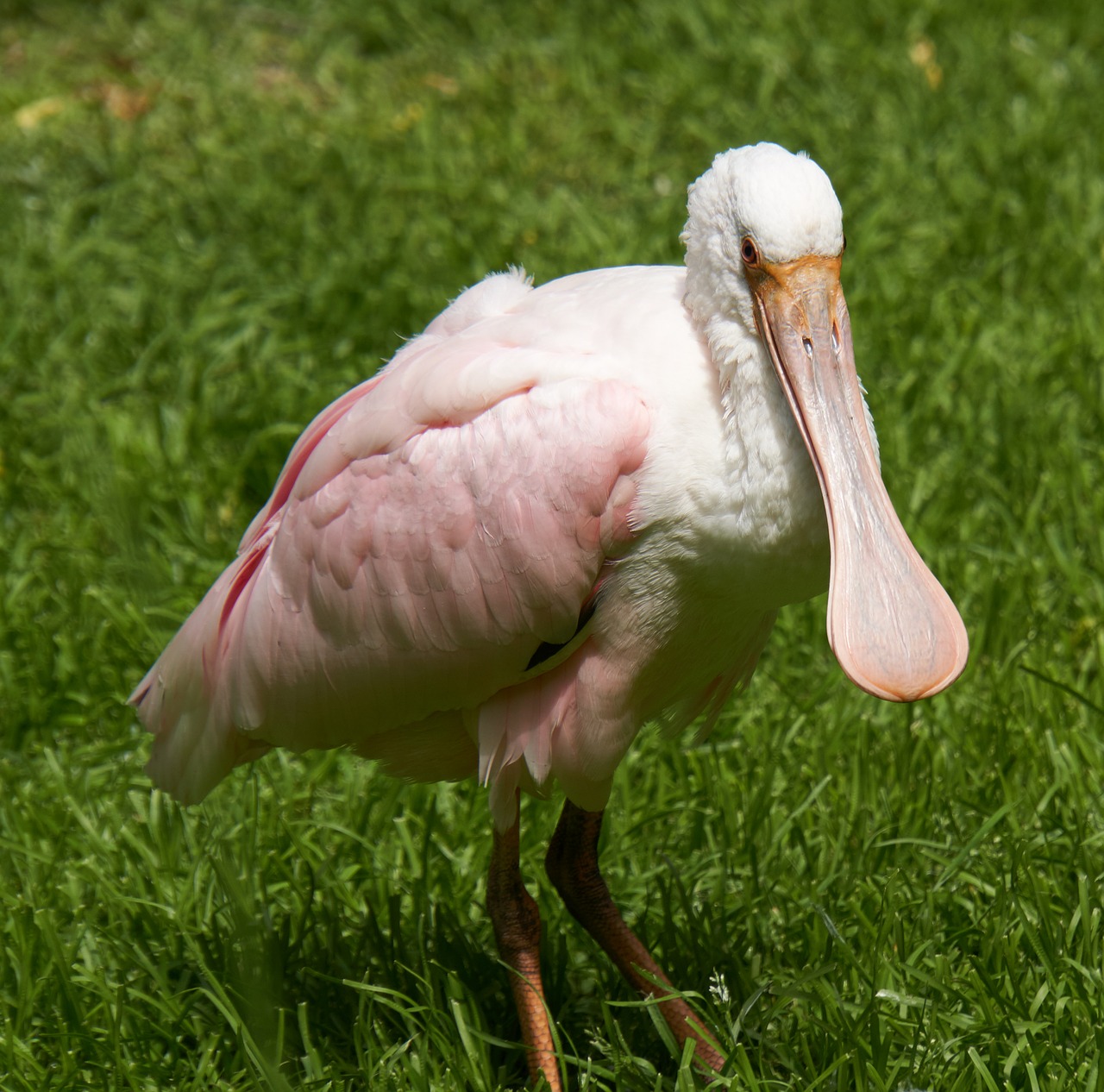 roseate spoonbill bird nature free photo