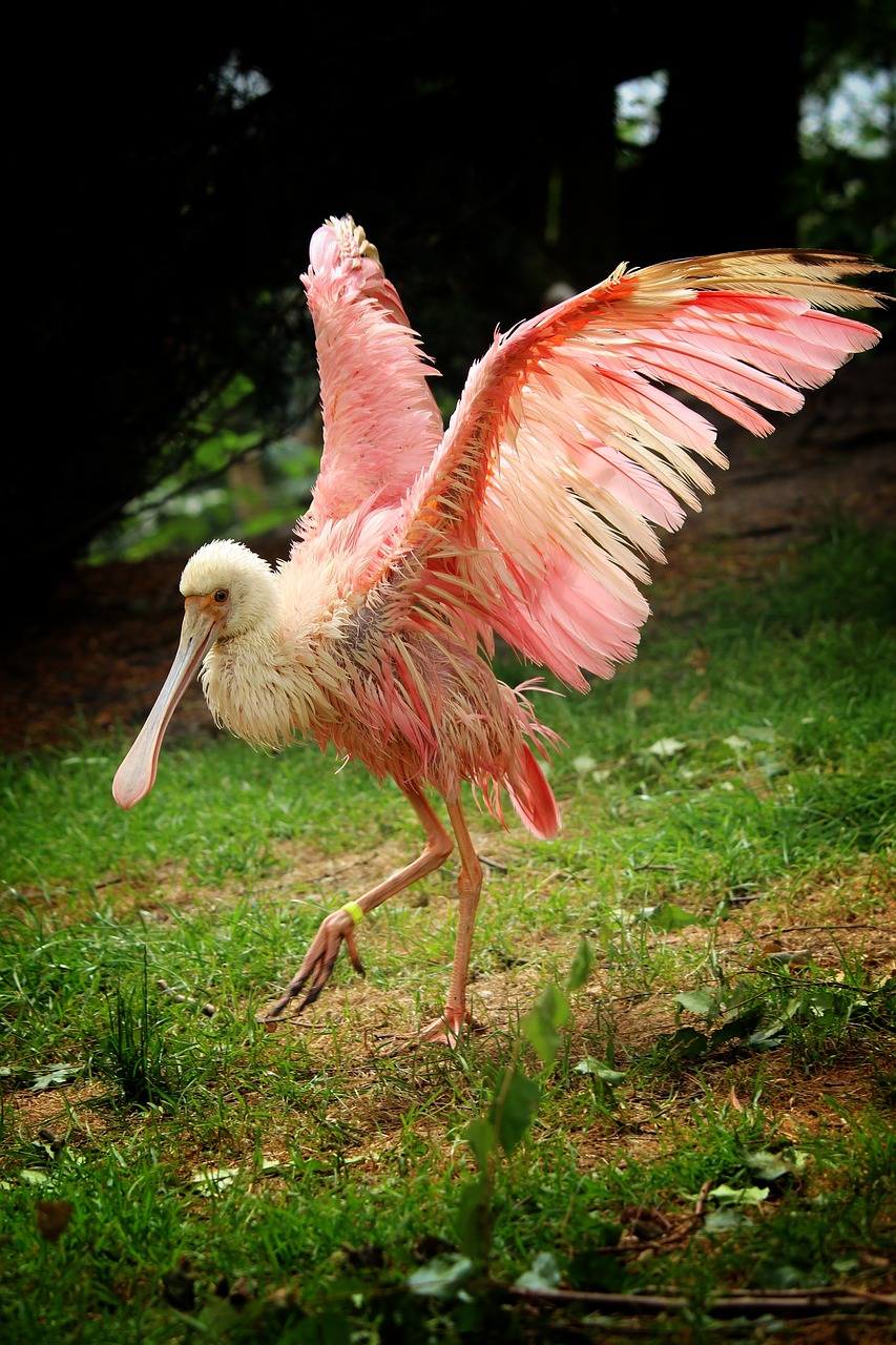 roseate spoonbill  löffler  ibis free photo