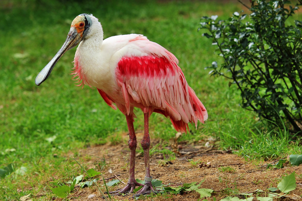 roseate spoonbill  bird  löffler free photo