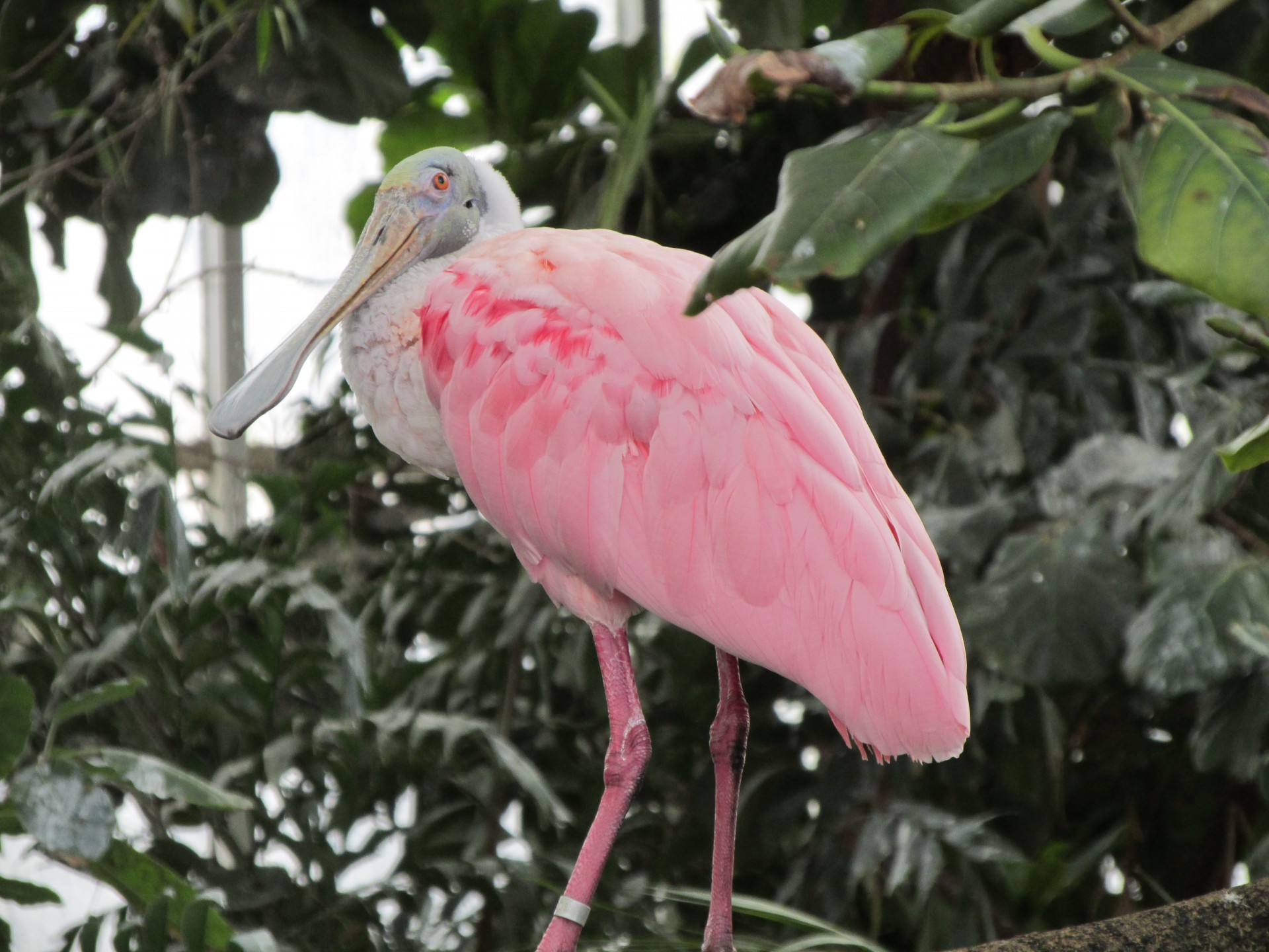 animal bird aviary free photo