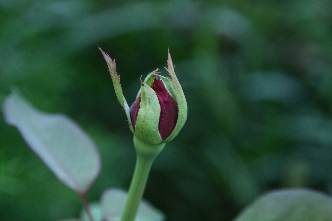 rosebud rose plant free photo