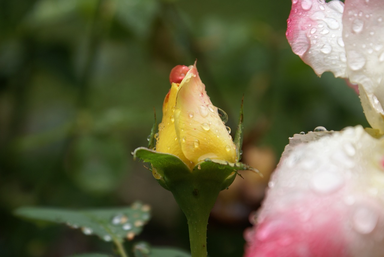 rosebud orange drop of water free photo