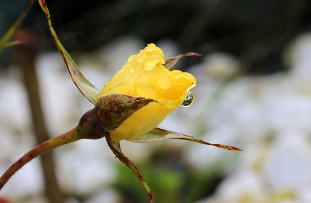 rosebud rose bud free photo