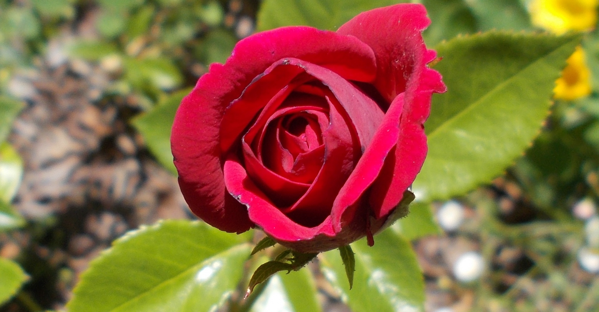 red rose rosebud free photo