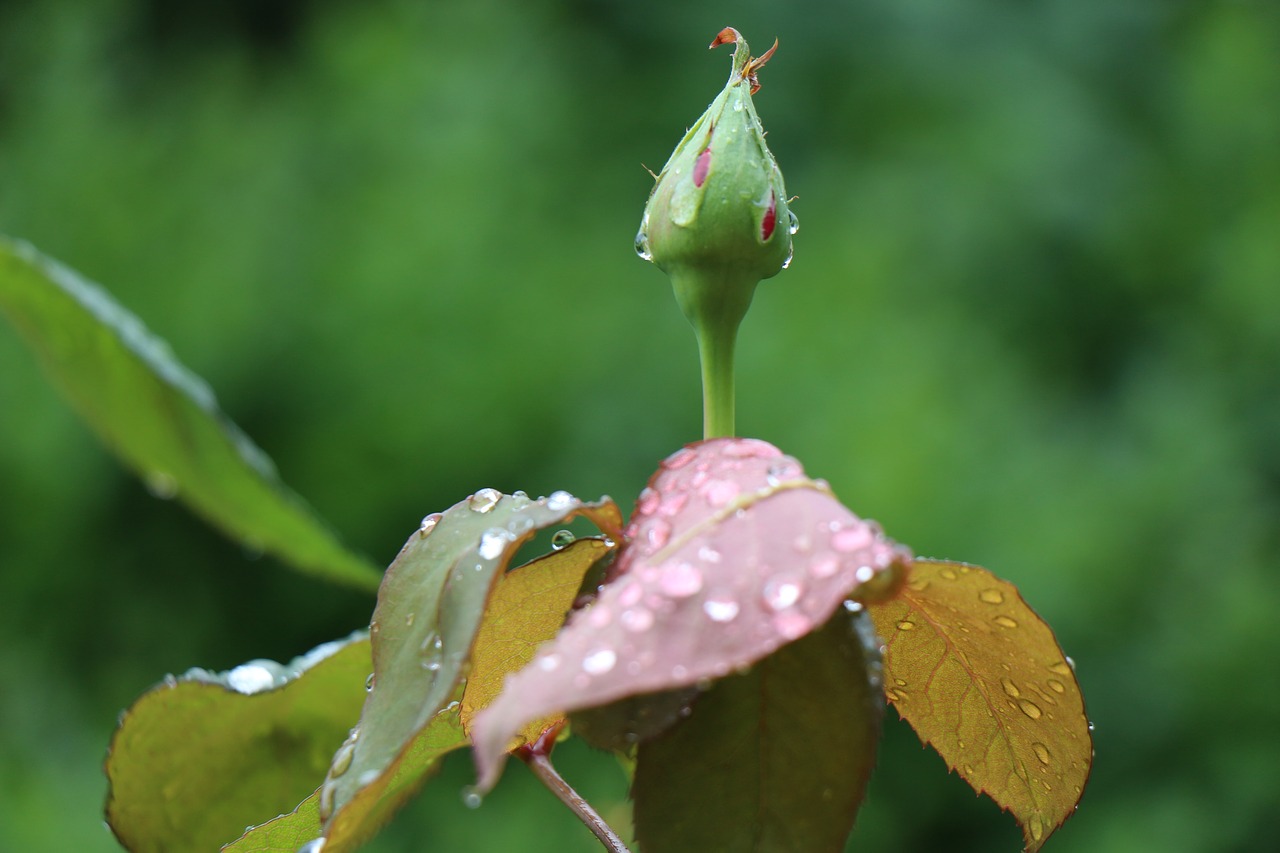 rosebud after the rain raindrops free photo