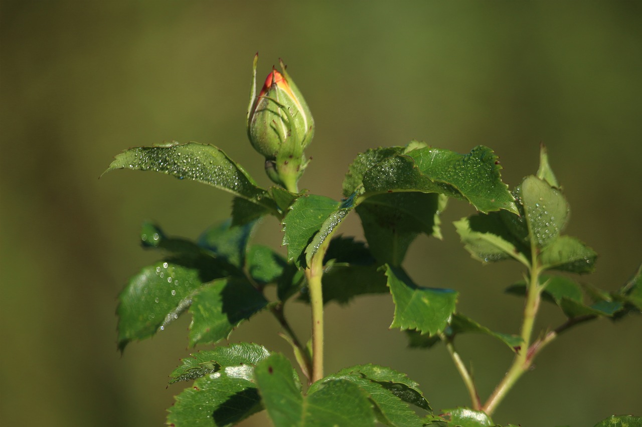 rosebud rose garden free photo