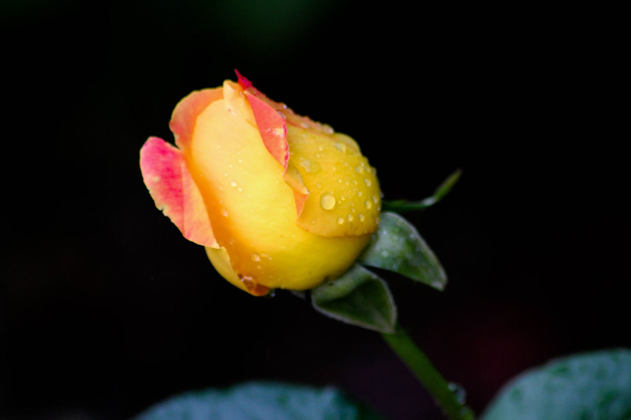 rosebud rain rose free photo