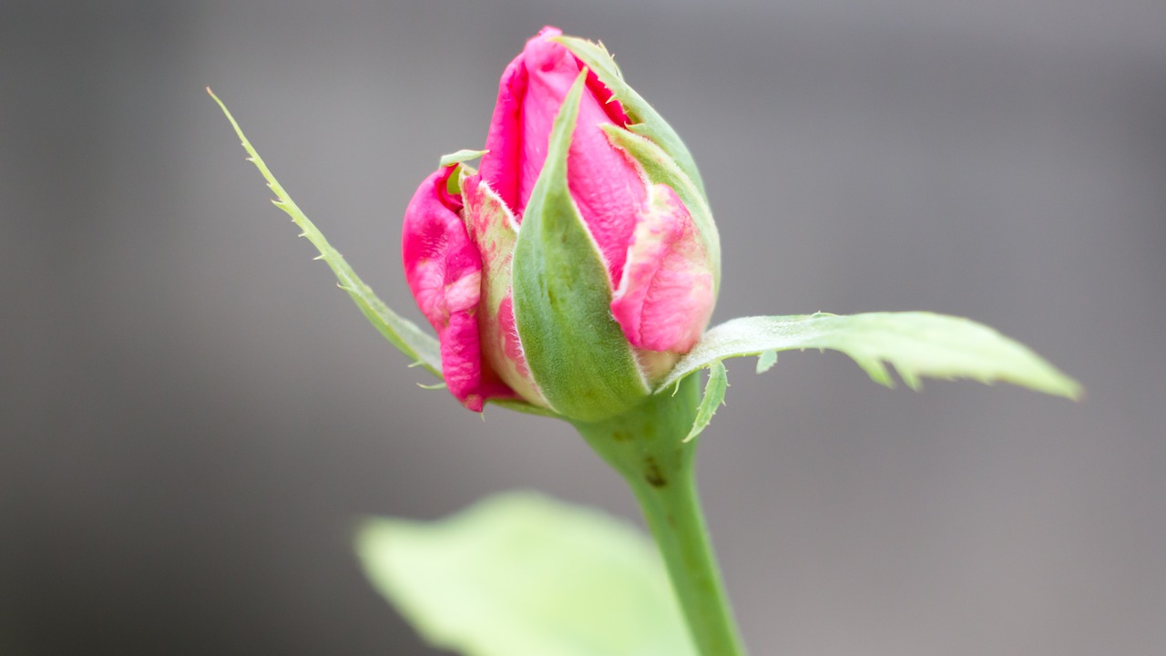 rosebud flower bud flower free photo