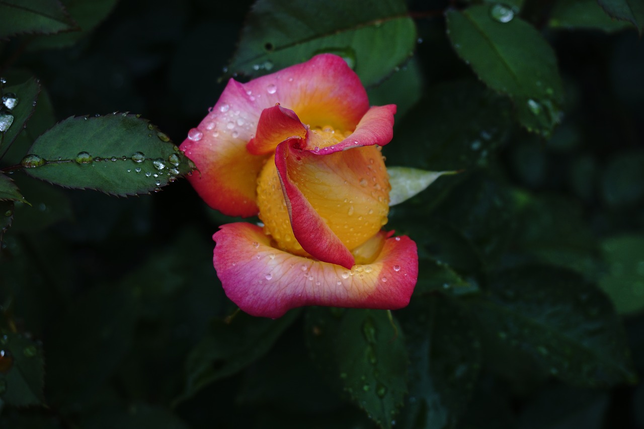 rosebud garden plant free photo