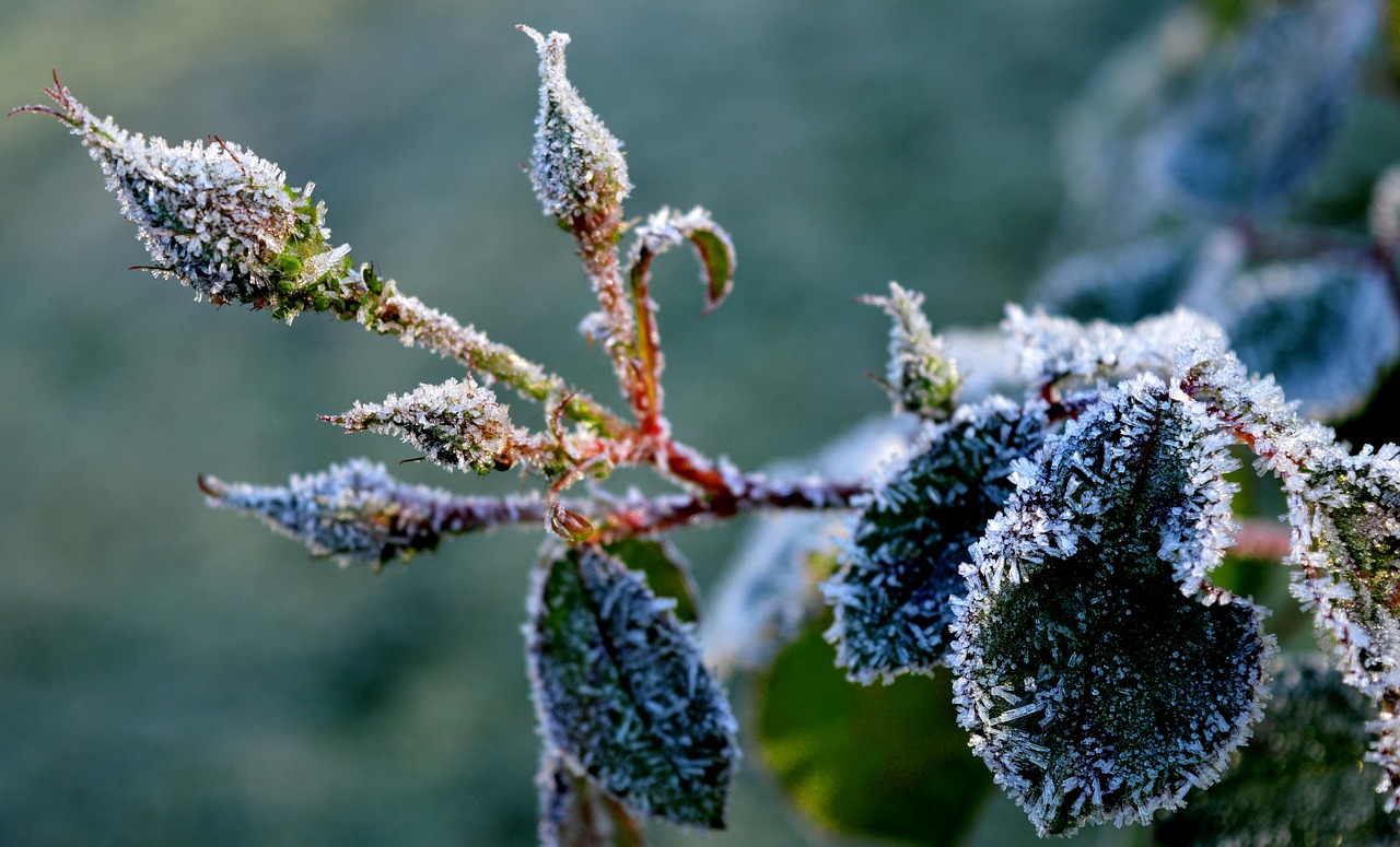 rosebud  leaves  frozen free photo