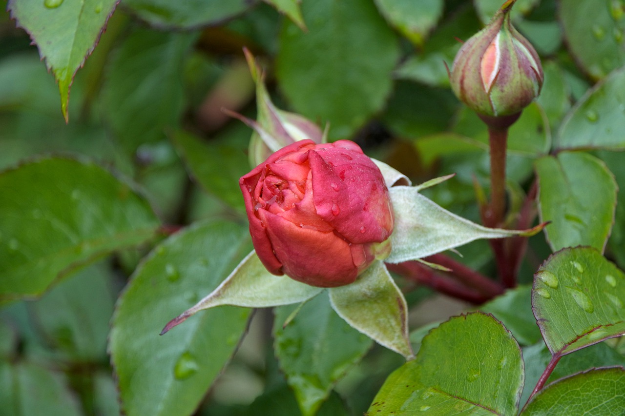 rosebud  garden  flower free photo