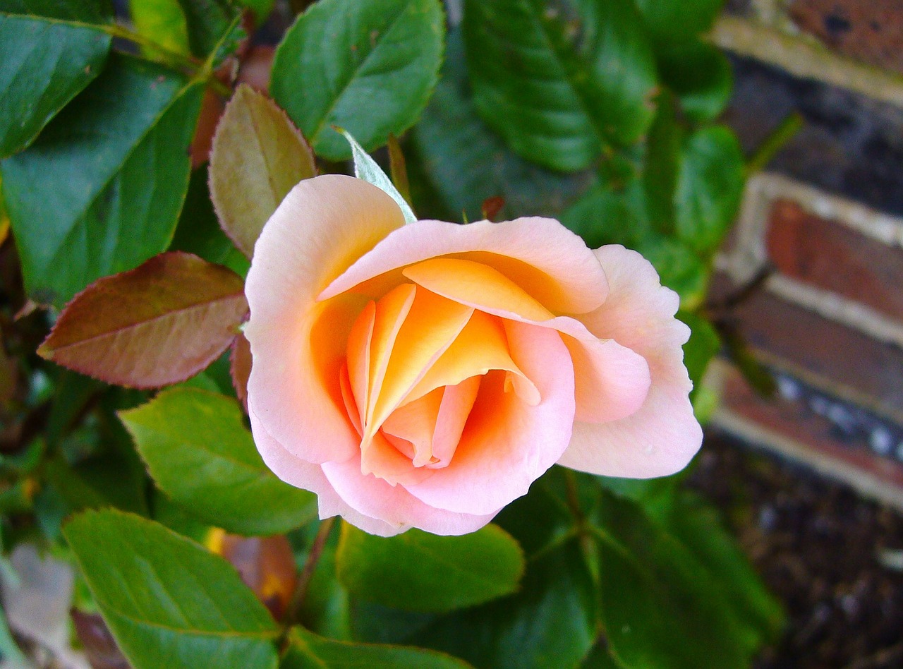 rosebud flower pink free photo