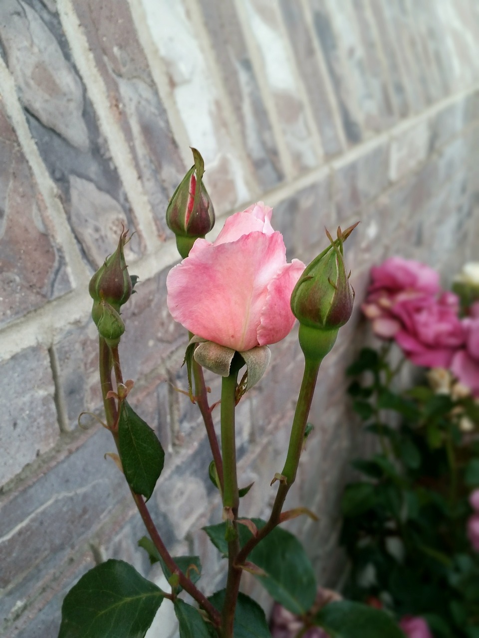 rosebud flower rose free photo