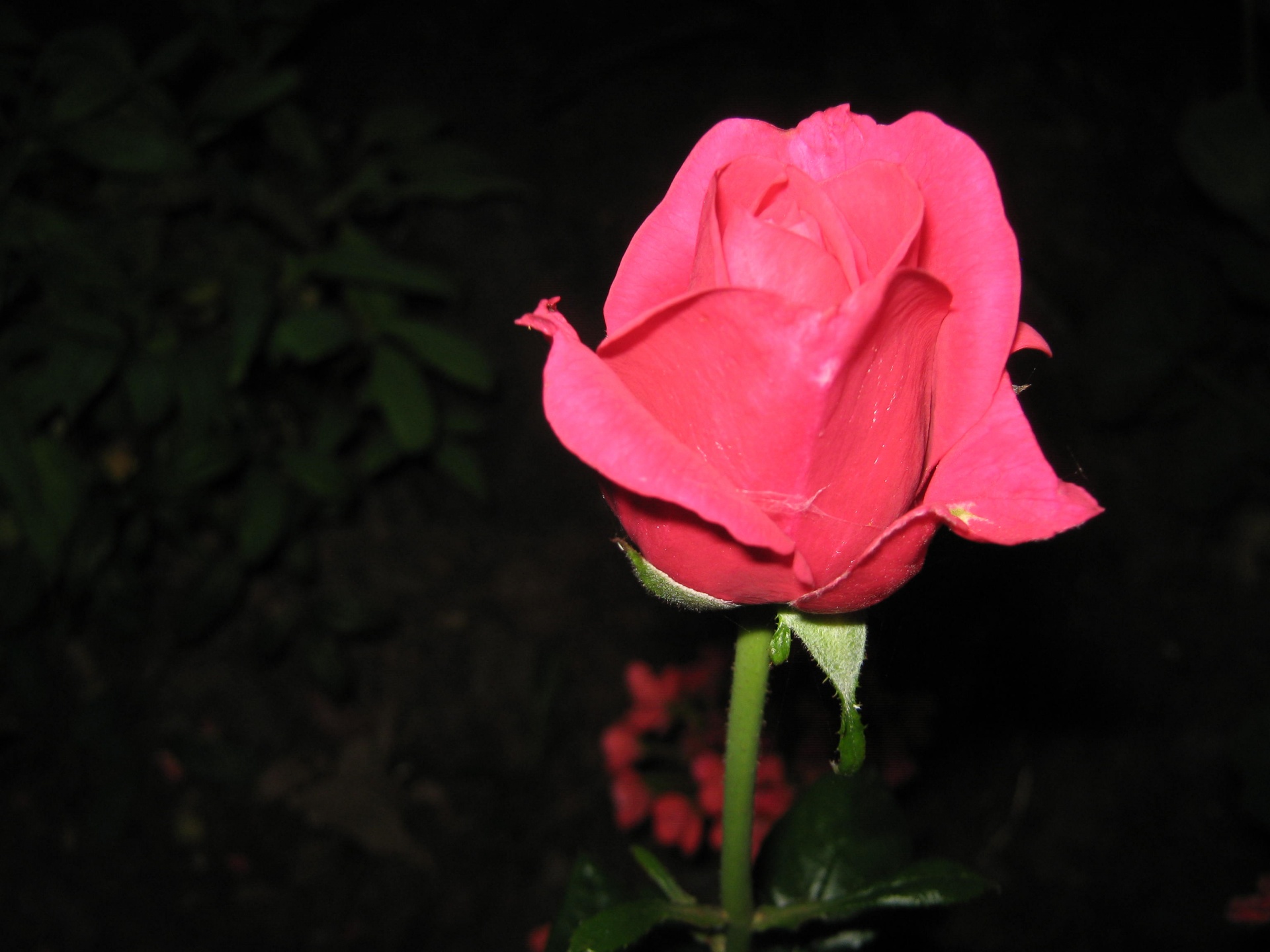 pink red rose free photo