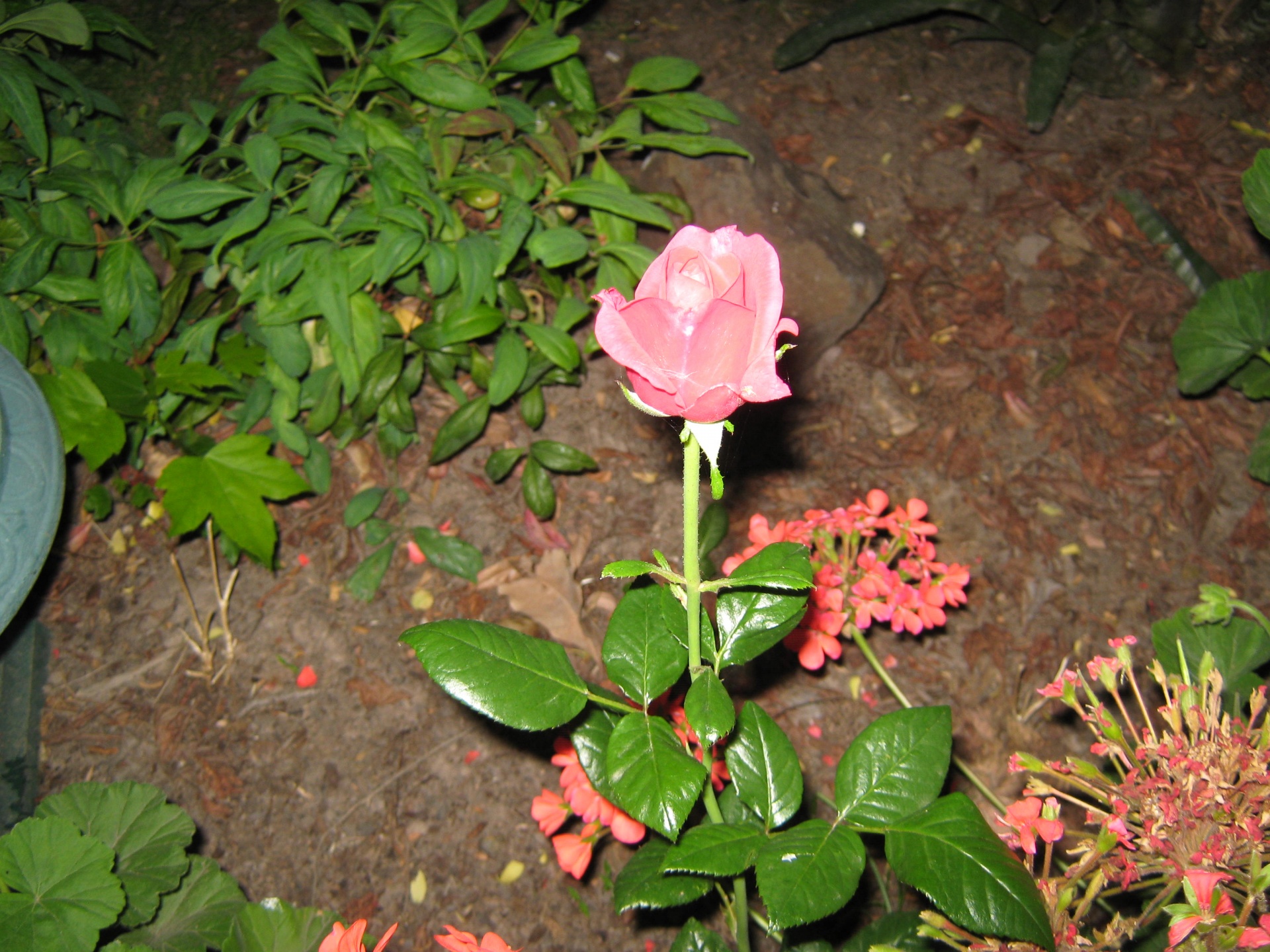 pretty pink rose free photo