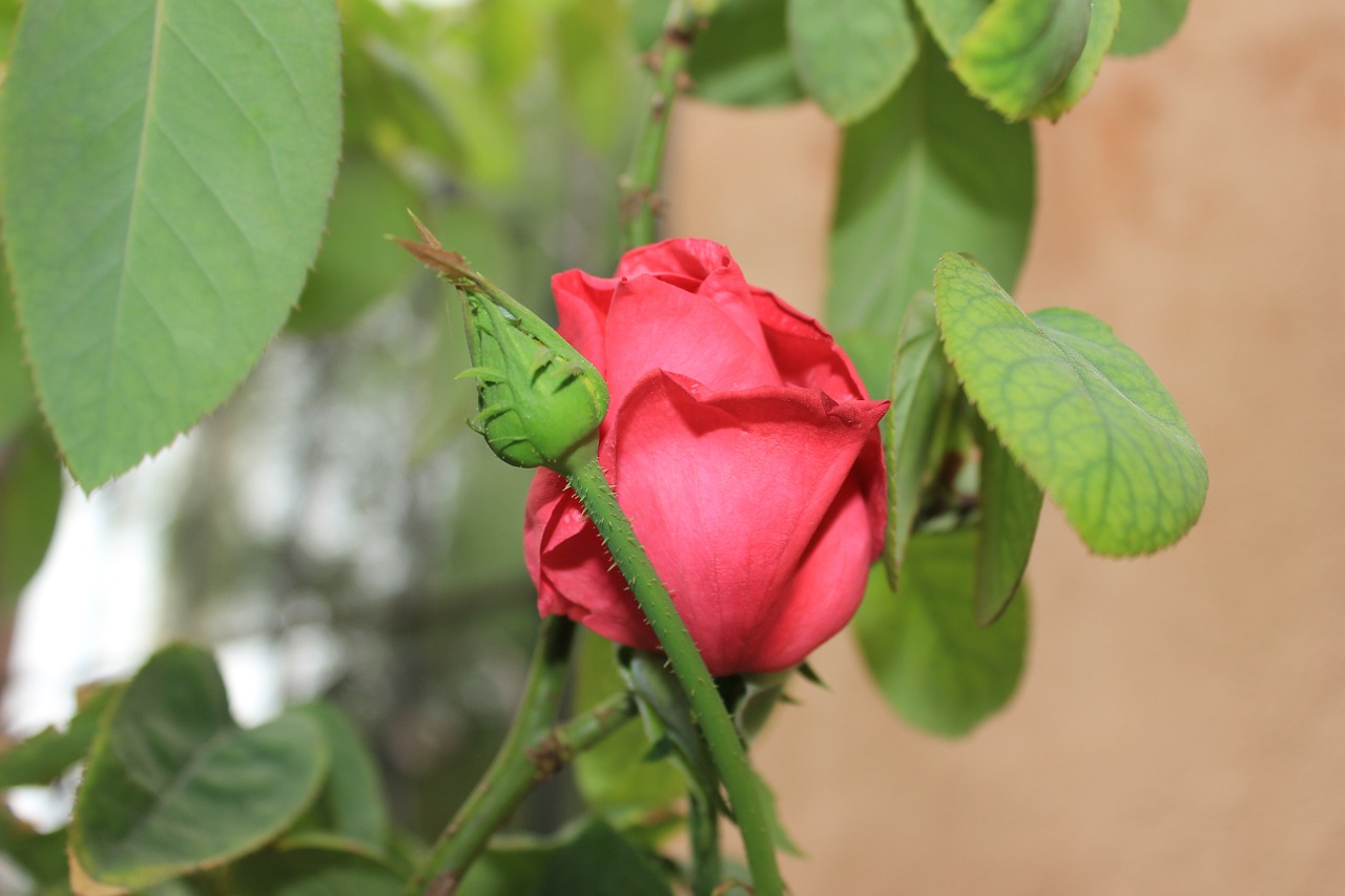 rosebush pink rose plant free photo